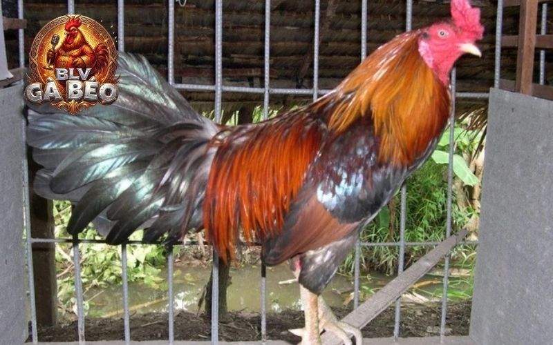 Giai đoạn chuẩn bị thi đấu (gà từ 12 tháng trở lên) Giai đoạn chuẩn bị thi đấu (gà từ 12 tháng trở lên)