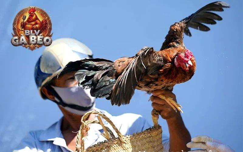 Giai đoạn gà con (gà nở đến 3 tháng tuổi) Giai đoạn gà con (gà nở đến 3 tháng tuổi)