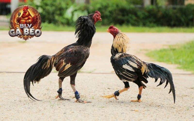 Giai đoạn gà tơ (gà từ 3 đến 6 tháng tuổi) Giai đoạn gà tơ (gà từ 3 đến 6 tháng tuổi)