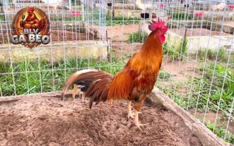 Giai đoạn gà trưởng thành (gà từ 6 đến 12 tháng tuổi) Giai đoạn gà trưởng thành (gà từ 6 đến 12 tháng tuổi)