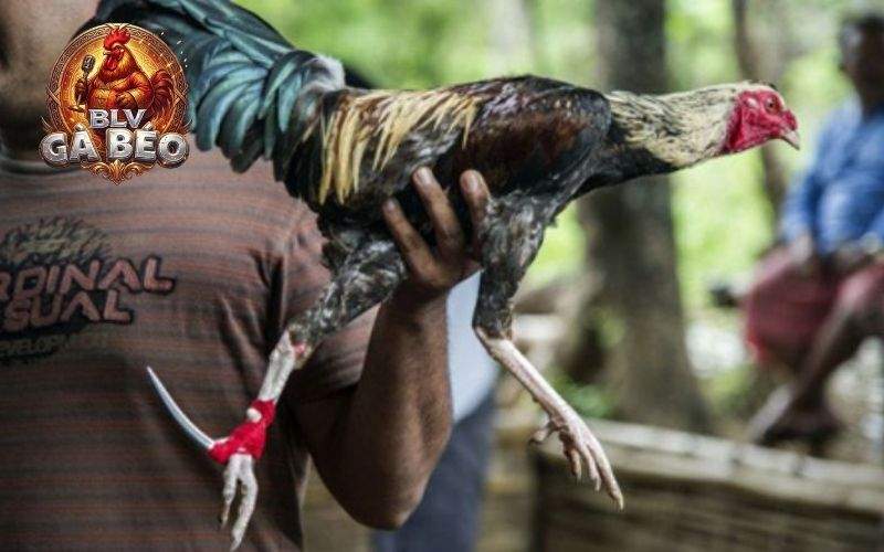 Giống gà Peru được nhiều người lựa chọn khi chơi đá gà cựa dao Giống gà Peru được nhiều người lựa chọn khi chơi đá gà cựa dao