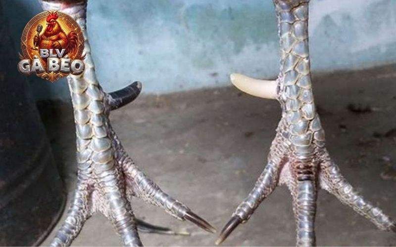 Hướng dẫn cách nhận biết gà nhật nguyệt