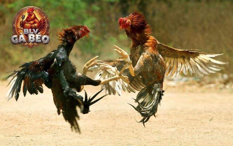 Hướng dẫn cách nuôi gà đá chân mạnh