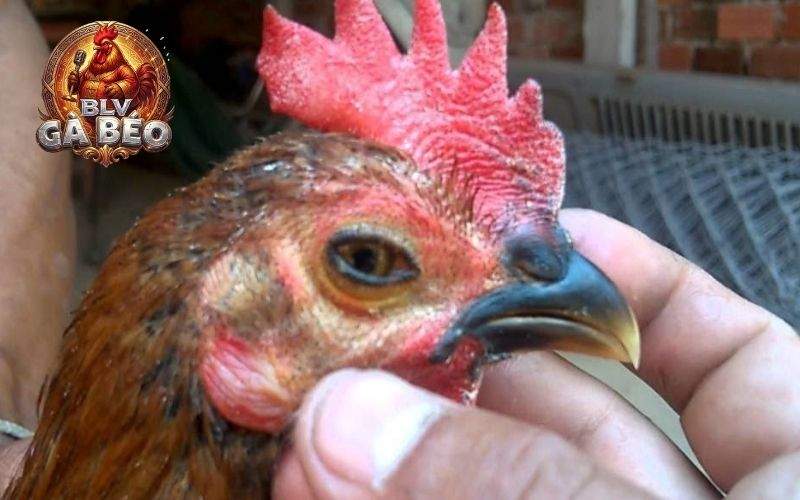 Hướng dẫn cách nuôi gà đá không bị hốc Hướng dẫn cách nuôi gà đá không bị hốc