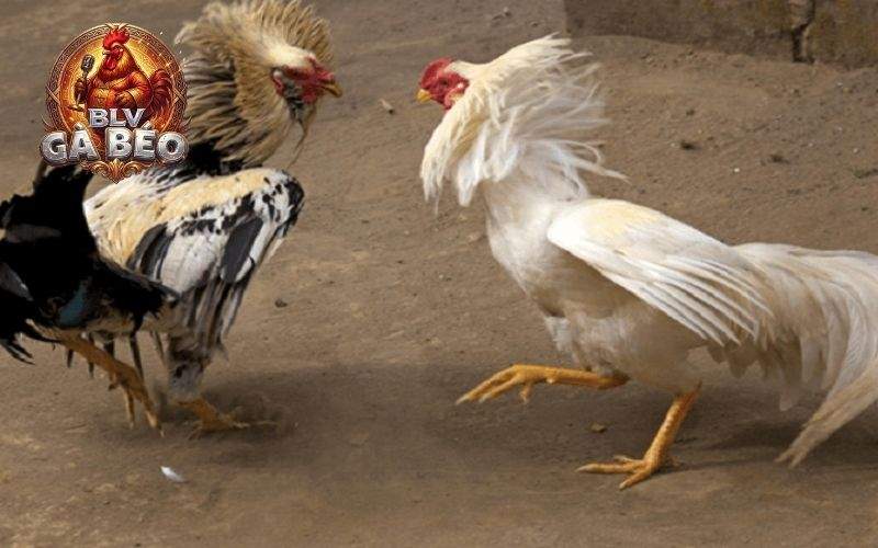 Hướng dẫn cách xổ gà đá đúng cách