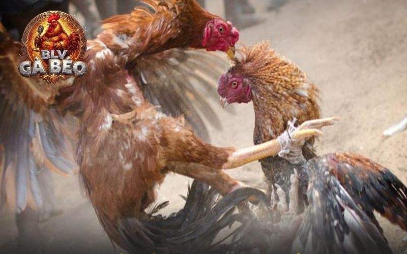 Khi gà hắc hổ thới không có tập luyện đúng kỹ thuật cũng không thể đá tốt