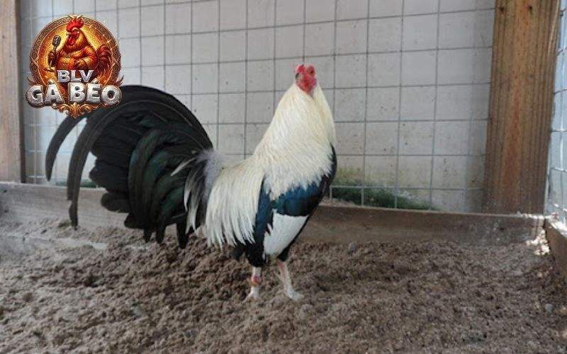 Lựa chọn chiến kế tốt giúp huấn luyện gà nhanh chóng đá bo lớn