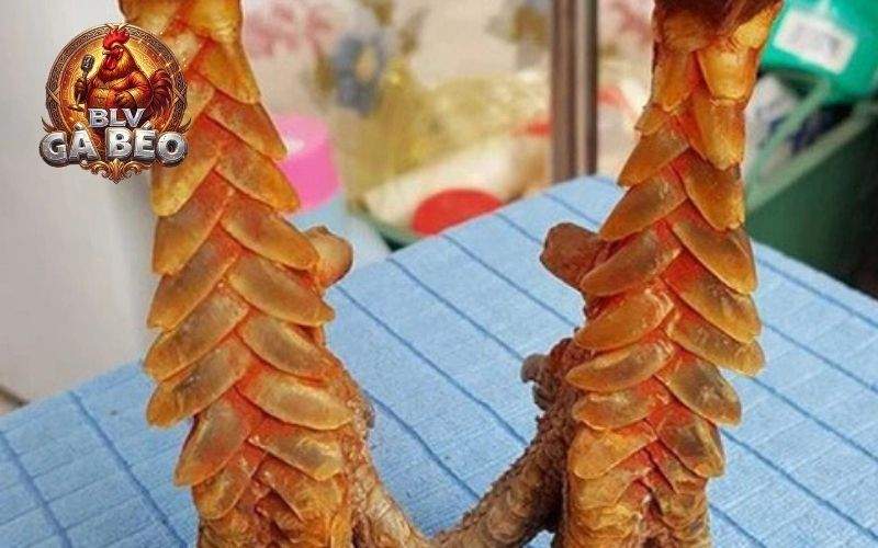 Mỗi màu sắc ở vảy sẽ có lối đá và tính cách khác nhau