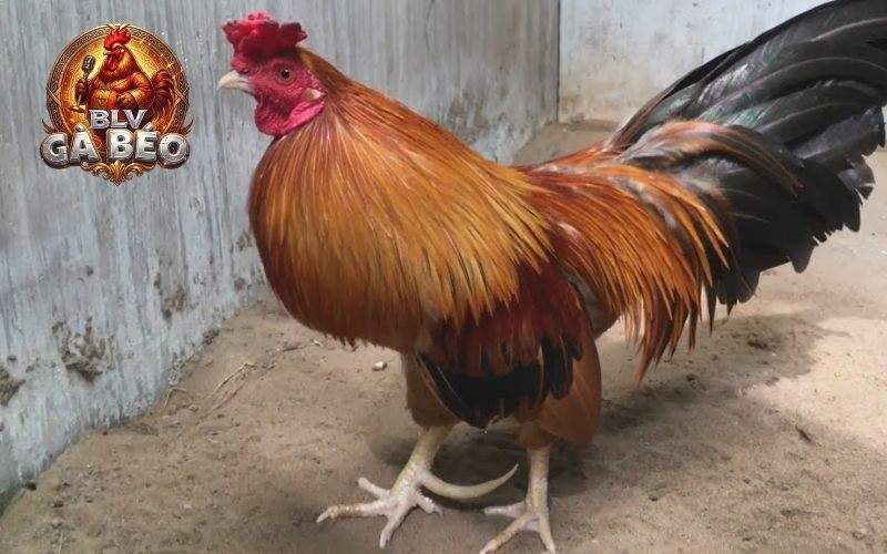 Nên chọn gà có mỏ cứng và dày Nên chọn gà có mỏ cứng và dày