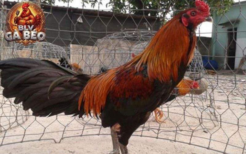 Nên chọn những con gà linh hoạt và ra cựa chuẩn xác Nên chọn những con gà linh hoạt và ra cựa chuẩn xác