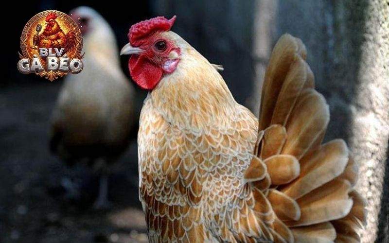 Những đặc điểm nhận biết gà vảy cá đơn giản