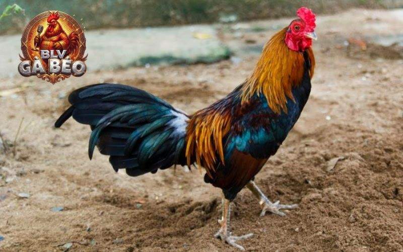 Những dấu hiệu cho biết gà có thể bắt đầu đi đá Những dấu hiệu cho biết gà có thể bắt đầu đi đá