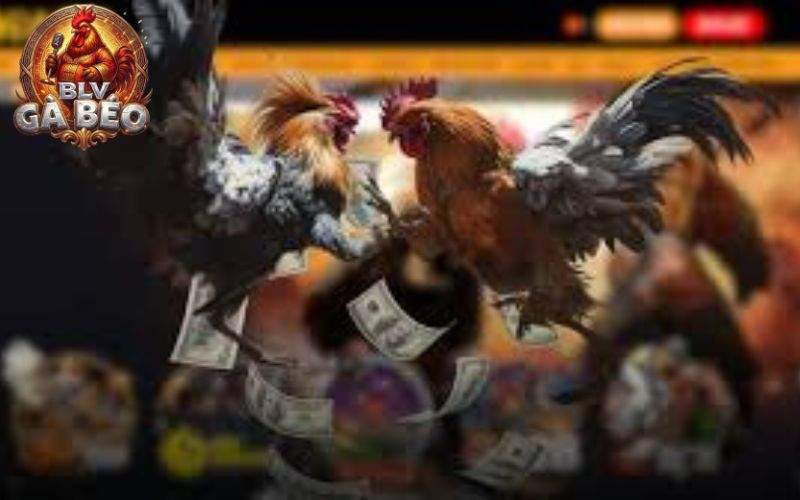 Những kinh nghiệm đặt cược đá gà cựa sắt Thomo