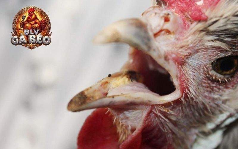 Những nguyên nhân là cho gà đá bị hốc Những nguyên nhân là cho gà đá bị hốc