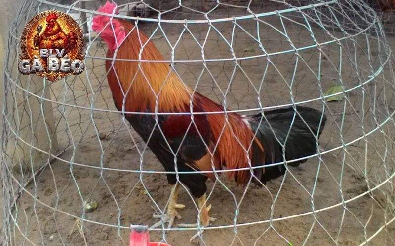 Sư kê nên lưu ý một số điều với cách nuôi gà đá tới pin Sư kê nên lưu ý một số điều với cách nuôi gà đá tới pin