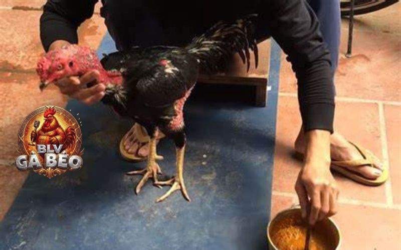 Vào nghệ đề làm cho gà lên màu đẹp và bên bỉ khi chiến đấu