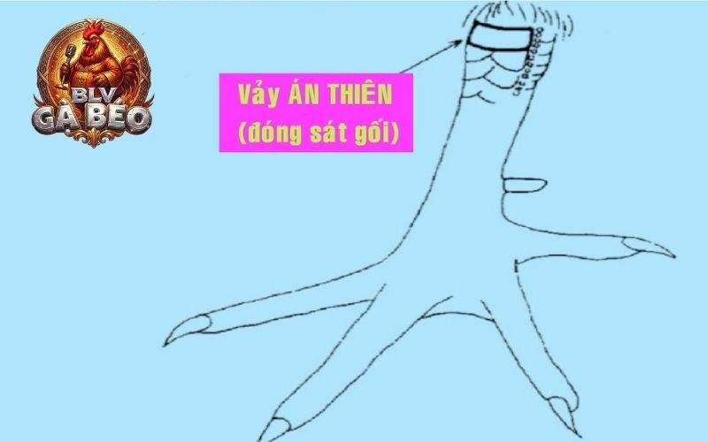 Vảy gà án thiên là một trong những loại vảy quý hiếm