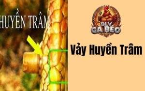 Vảy Gà Huyền Trâm