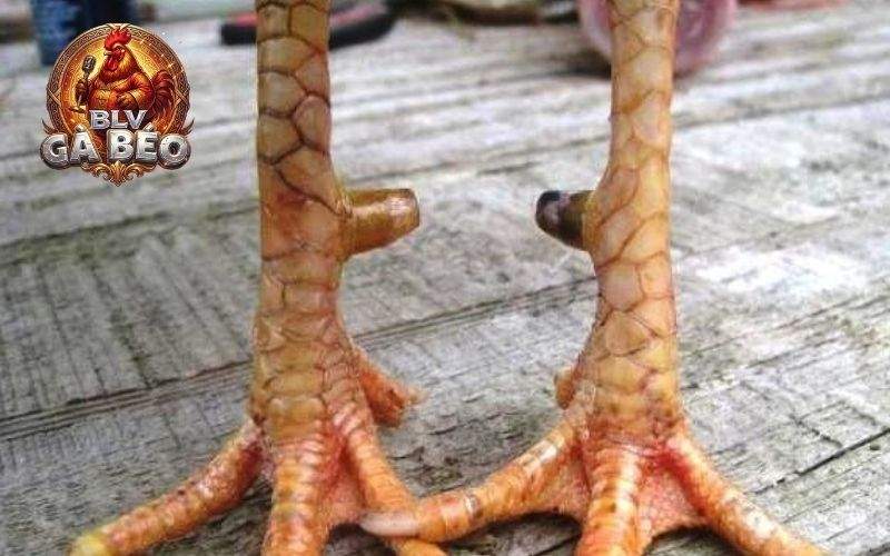 Vảy gà huyền trâm là vảy quý hiếm được các sư kê săn đón