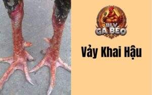 Vảy Gà Khai Hậu