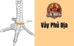 Vảy Gà Phủ Địa