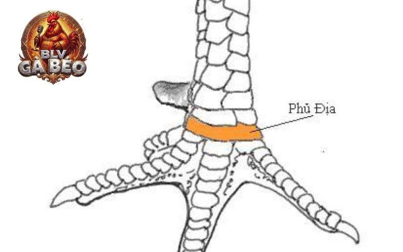 Vảy gà phủ địa là loại vảy gà quý hiếm Vảy gà phủ địa là loại vảy gà quý hiếm
