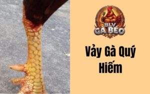 Vảy Gà Quý Hiếm