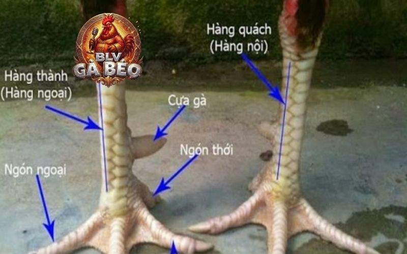 Vảy gà quý hiếm khó lai tạo