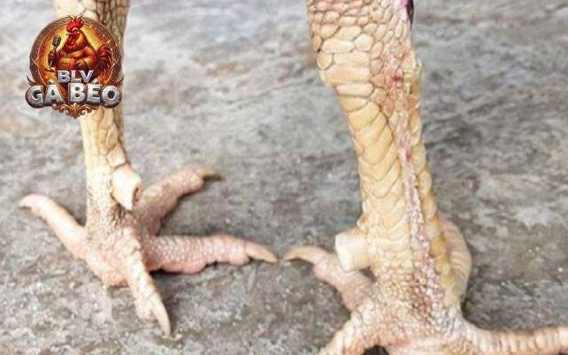 Vảy gà quý hiếm là những con gà có vảy lạ và có những đòn đá hiểm hóc