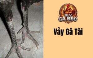 Vảy Gà Tài