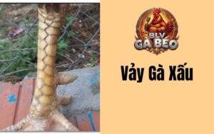 Vảy Gà Xấu