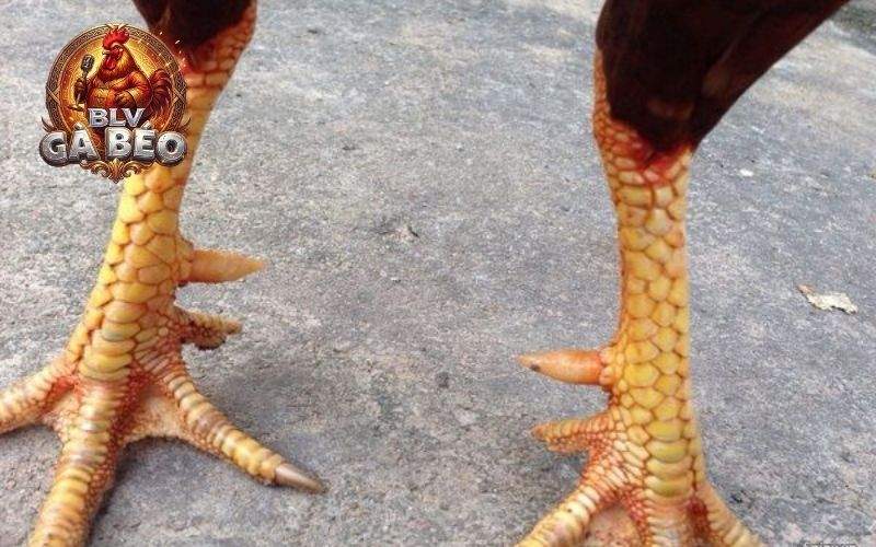 Vảy gà xấu là các lớp vảy không đều, đá yếu và không có đòn độc lạ