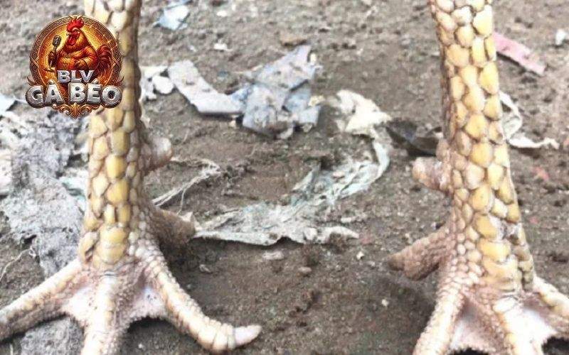 Vảy liền mạch phía trên tạo cảm giác như một vảy khai ra Vảy liền mạch phía trên tạo cảm giác như một vảy khai ra