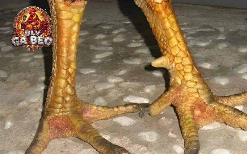 Vị trí mọc cựa và hình dạng của vảy gà án thiên