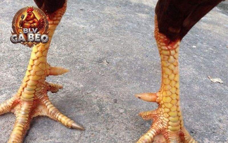 Vị trí và hình dạng của vảy gà khai hậu Vị trí và hình dạng của vảy gà khai hậu