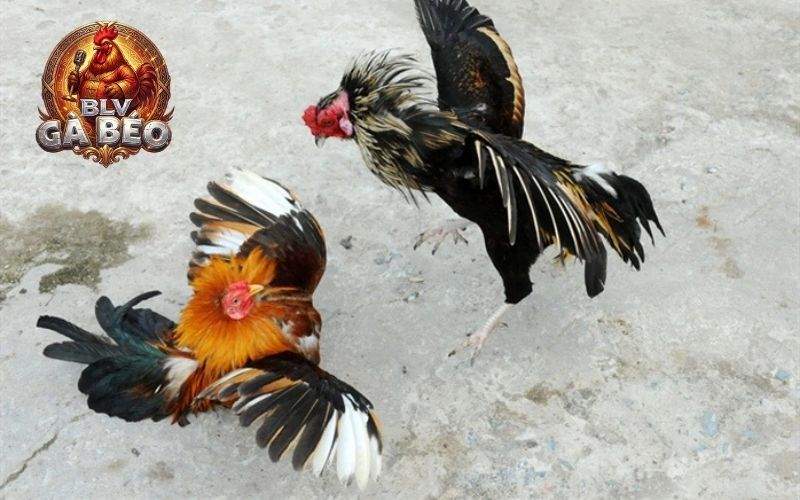 Xổ gà đúng cách sẽ có rất nhiều lợi khi thi đấu