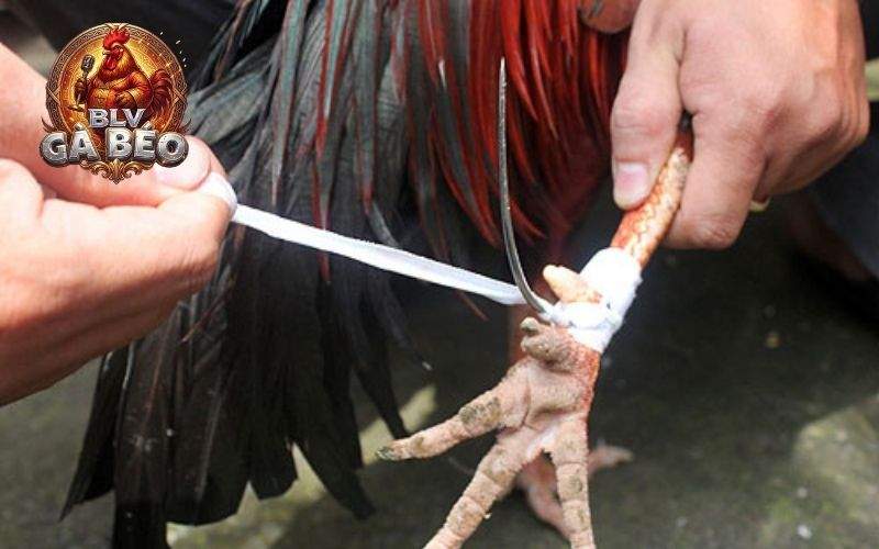 Băng cựa gà đá chuẩn sẽ có nhiều lợi ích khi thi đấu