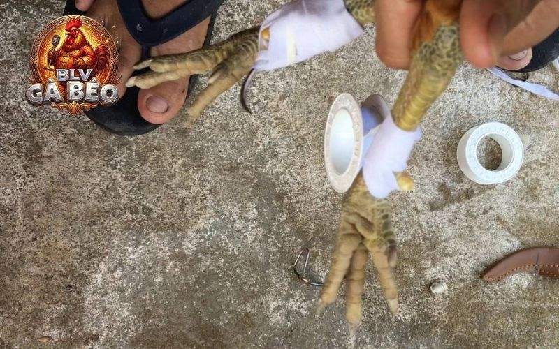 Các dụng cụ cần chuẩn bị trước khi băng cựa gà đá