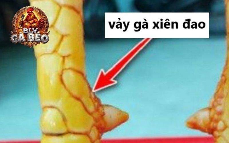 Các loại vảy xuyên đao thường gặp