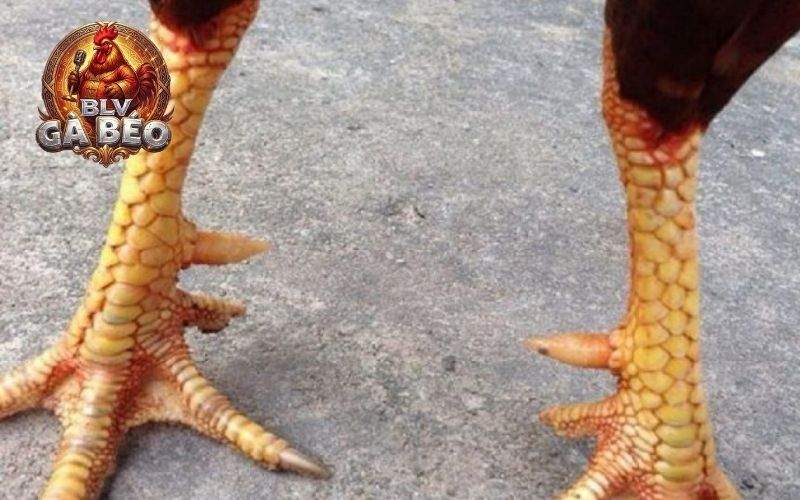 Các ưu nhược điểm về gà có vảy tam tài Các ưu nhược điểm về gà có vảy tam tài