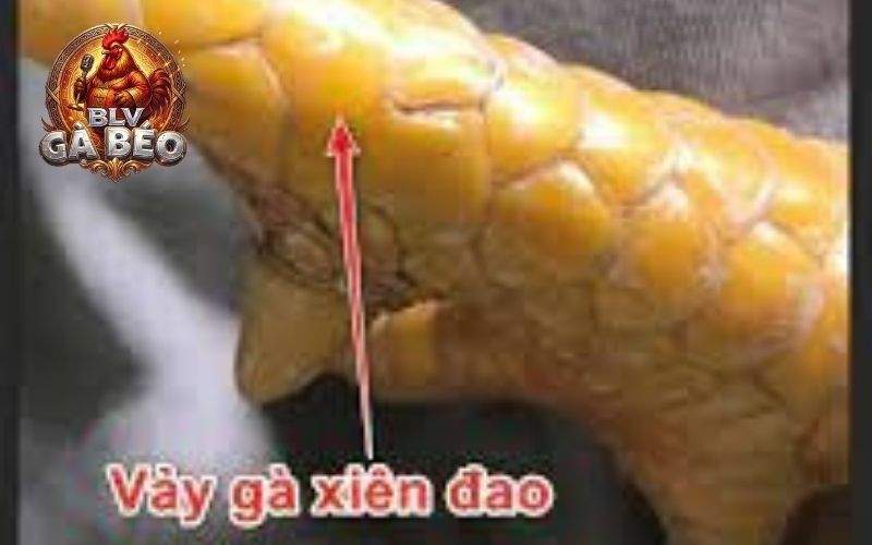 Cách nhận biết vảy xuyên đao qua vị trí và hình dạng vảy