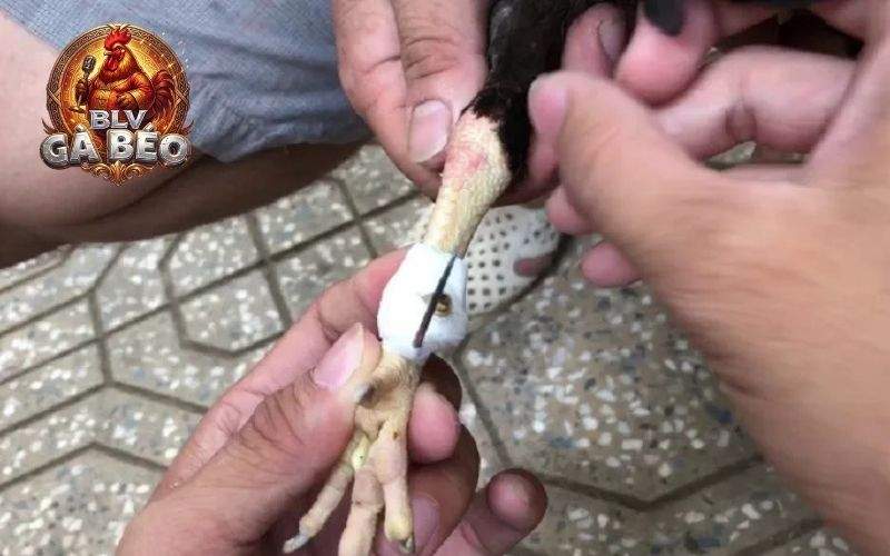 Hướng dẫn cách băng cựa gà đá chuẩn