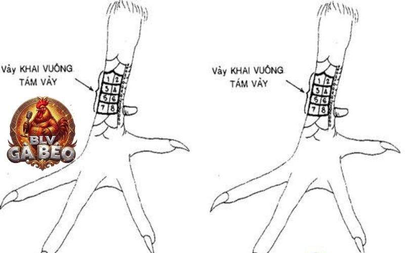 Những vị trí và hình dạng của vảy khai vương Những vị trí và hình dạng của vảy khai vương