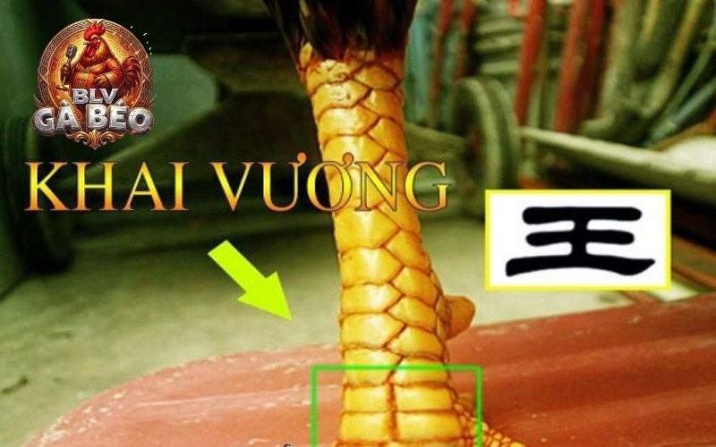 Vảy khai vương là gà mọc vảy có hình dạng như chữ Vương Vảy khai vương là gà mọc vảy có hình dạng như chữ Vương