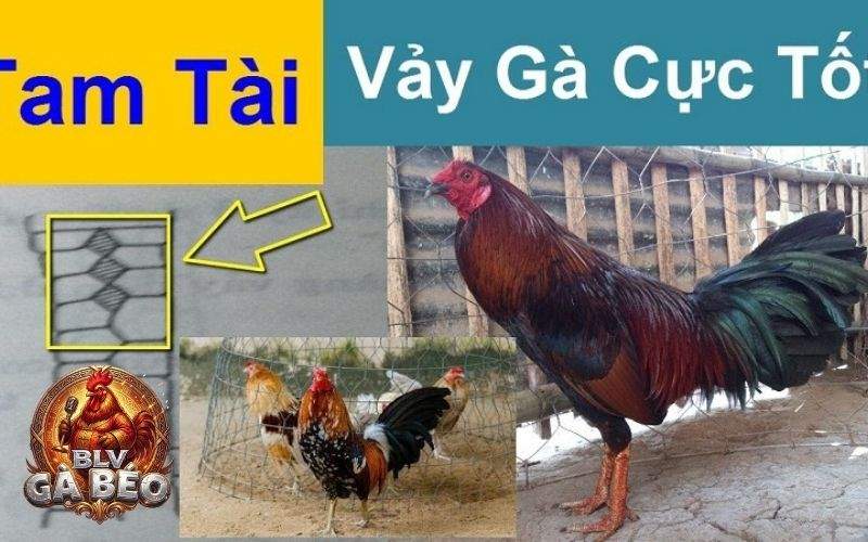 Vảy tam tài gồm có 3 vảy liền nhau xếp thẳng hàng từ trên xuống Vảy tam tài gồm có 3 vảy liền nhau xếp thẳng hàng từ trên xuống
