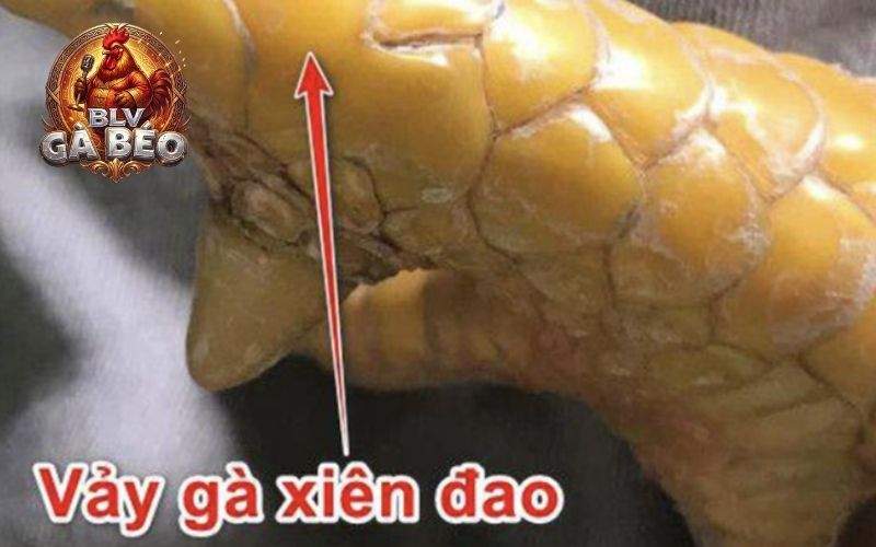 Vảy xuyên đao thường mọc ngang như xuyên qua các vảy thường khác