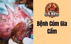 Bệnh Cúm Gia Cầm