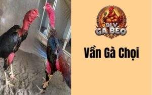 Vần gà chọi