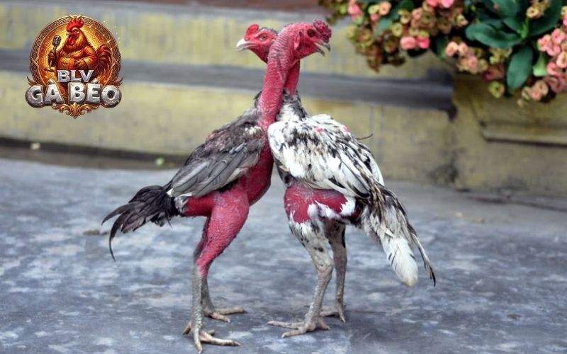 Vần gà chọi sẽ có nhiều lợi ích khi thi đấu và tối ưu lối đá