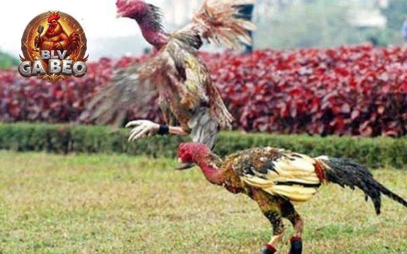 Vần gà chọi từ 12 tháng tuổi trở lên